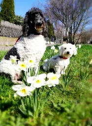 Candy Labradoodle