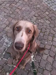 Trainingskumpel Weimaraner Max!