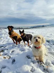 Hundetraining im Schnee!
