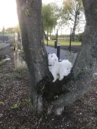 Eichhörnchen in Sicht!