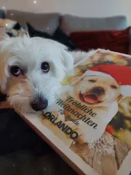 Adventskalender!