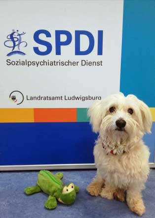 Therapiehund Keksi im Office